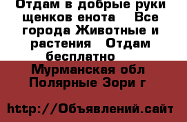 Отдам в добрые руки щенков енота. - Все города Животные и растения » Отдам бесплатно   . Мурманская обл.,Полярные Зори г.